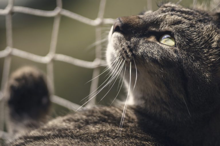 Zostań kocim wolontariuszem