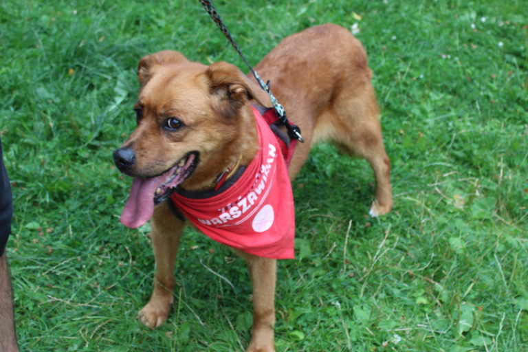 Zmiany w schronisku Na Paluchu