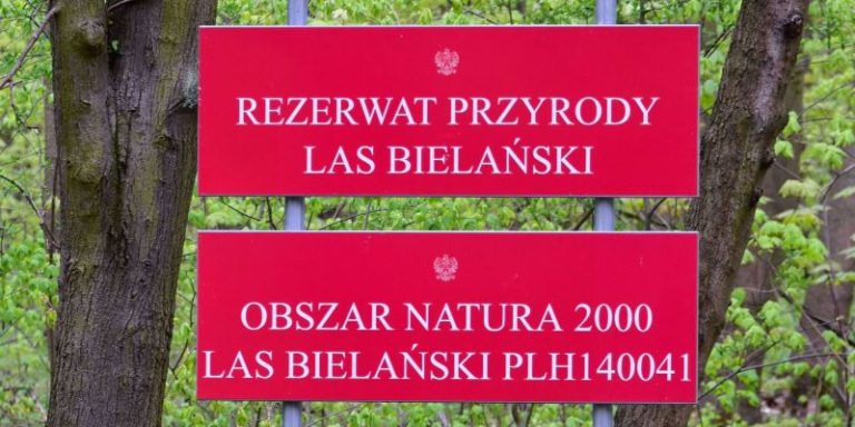 Trzebieża późna w Lasku Bielańskim