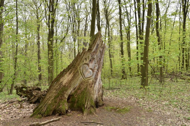 Spacer po Lesie Bielańskim